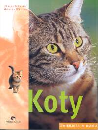 Koty